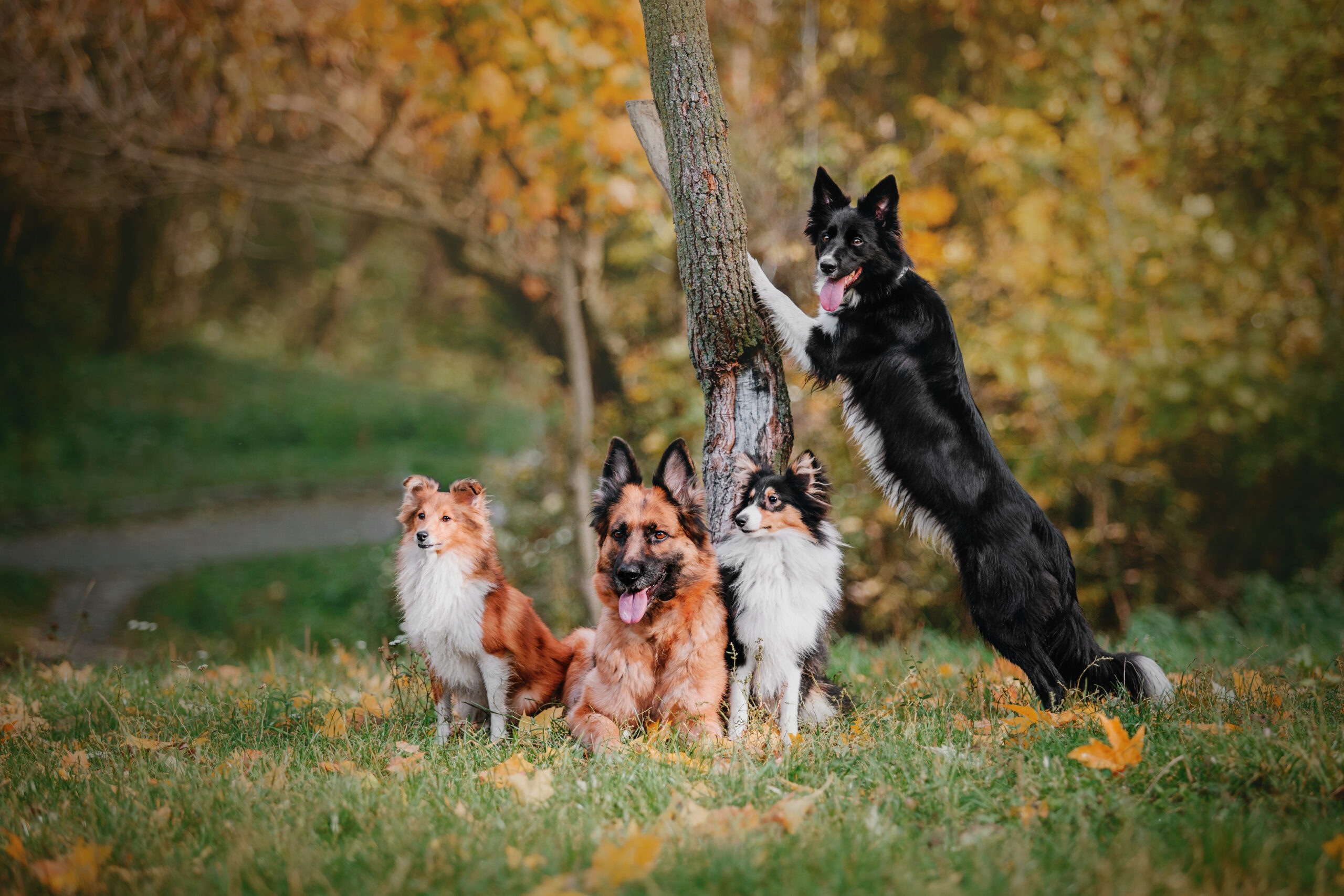 four-dogs-german-shepherd-border-collie-shetlan-2026-01-09-08-08-56-utc